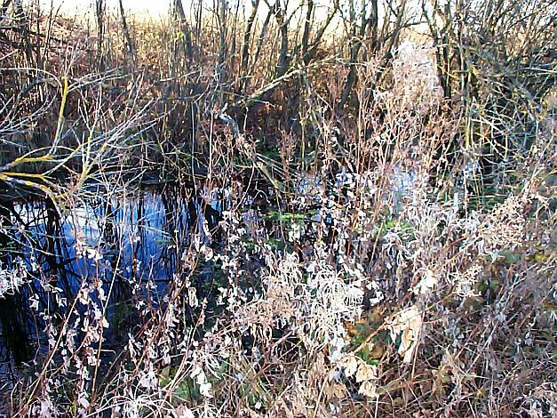 Entenbach_26.11.2