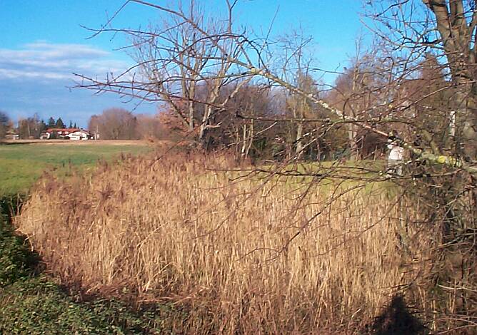 Entenbach_28.11.2